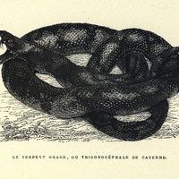 Le serpent grage ou trigonocéphale de Cayenne