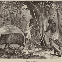 Chasse au Patira