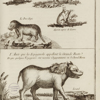 Animaux de la Guyane, favoir, l'Ante, ou la grande bête, le Lézard, le Tatou, l'agouti et le Porc…