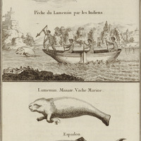 Le Lamentin, Manate ou Vache Marine & l'Efpadon, Poifons qui fe pêchent dans les rivières et aux…