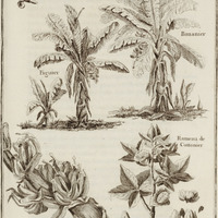 Arbres & Fruits de la Guyane, favoir le Bananier, le Figuier, Régime de Bananier ou Plantain, le…