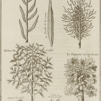 Suite d'Arbres & de Plantes, l'arbre de Café & fon fruit, le Papeier & fon fruit, la Canne de Sucre…