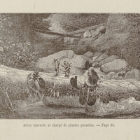 Arbre renversé et chargé de plantes parasites