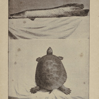 Piracuru. Tortue du Purus