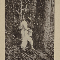 Bétail de l'il de Marajo