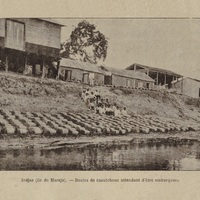 Une battue aux caïmans
