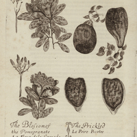 La Fleur de la Grenade et la Poire Picotée