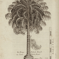 Le jeune palmite royal