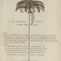 Le Vieux Palmite Royal