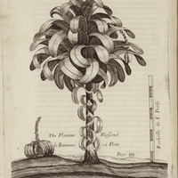 Le Bananas en Fleur