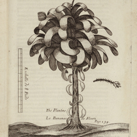 Le Bananas de Fleuri