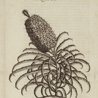 Reyne ou l'Ananas
