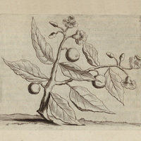 Iunipa