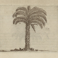 Palmiste épineux