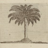 Palmiste franc