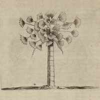 Latanier