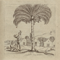 Du cocos