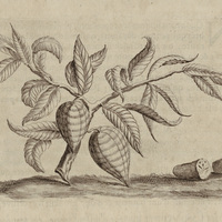 Cacao