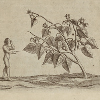Roucou
