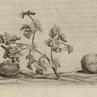 Noix de médecines