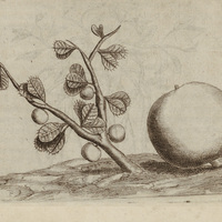 Calabafier