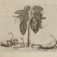 Bananier et figuier