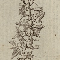 Patates