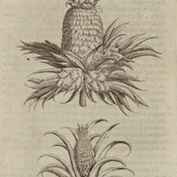 Ananas