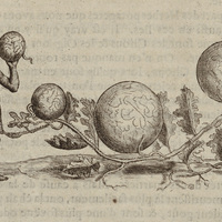 Melons d'eau