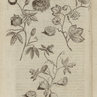 Fleur de la passion