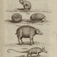 Rats Mufques, Tatou, Cavaris et l'opasum