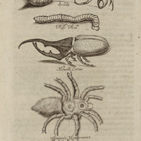 Soldat, Mille-Pied, Mouche cornue, Araignée monstrueuse et Tigre volant