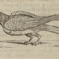 Hirondelle d'Amérique
