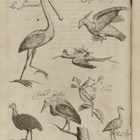 Flammant, Aigle doringue, Colibry, Poule d'eau,Poule pintade, Grand gosier