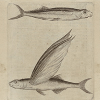 Poiffons Volans