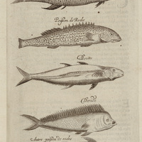 Perroquet de mer, Poifson de roche, Bonite, Dorade et autre poifson de roche