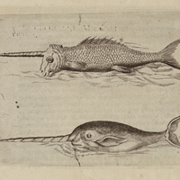 Licorne de mer