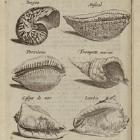 Burgau, Mufical, Porceleine, Trompette marine, Cafque de mer et Lambis