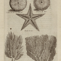 Pomme de mer, étoile de mer, arbre de mer et pannache de mer