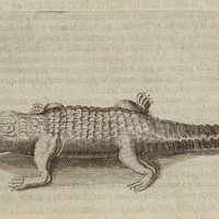 Crocodile