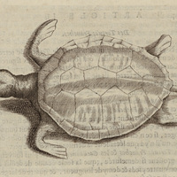 Tortuë franche