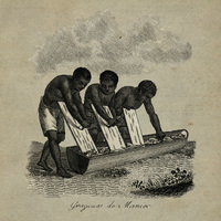 Grageurs de manioc