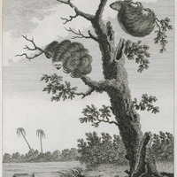 L'Aï et l'Unau, ou le paresseux Mouton et le paresseux Chien [planche 11]