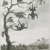 Le Coiata et le Saki-winki.Singes [planche 25]