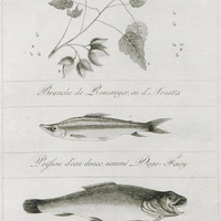 Branche de roucouyer ou d'arnotta, Poisson d'eau douce, nommé Dago-Faisy et le New-Mara [planche 26]