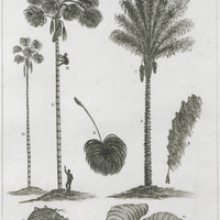 L'Arbre à Chou et le Maureecee Tree [planche 28]