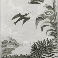 Le Murmure, l'oiseau [planche 36]