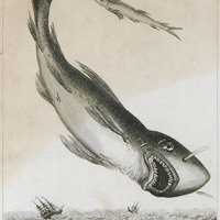 Le Requin et le Rémore [planche 42]