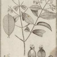 Qualea coerulea