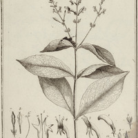 Justicia Variegata